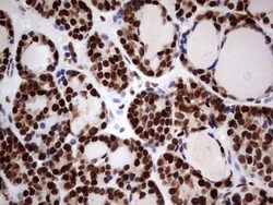 N4BP2L2 Antibody (OTI1C8), Novus Biologicals 0.1mL; Unlabeled:Antibodies,