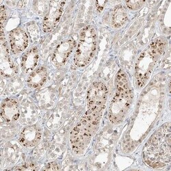 N4BP3 Antibody, Novus Biologicals 0.1mL; Unlabeled:Antibodies, Polyclonal