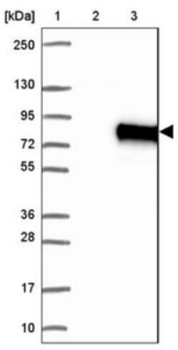 N4BP3 Antibody, Novus Biologicals 0.1mL; Unlabeled:Antibodies, Polyclonal