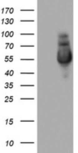 NAB1 Antibody (OTI1D2), Novus Biologicals 0.1mL; Unlabeled:Antibodies,