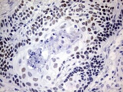 NAB1 Antibody (OTI1D2), Novus Biologicals 0.1mL; Unlabeled:Antibodies,