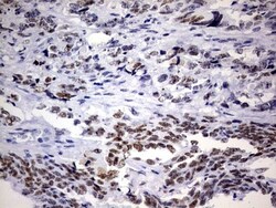 NAB1 Antibody (OTI1D2), Novus Biologicals 0.1mL; Unlabeled:Antibodies,