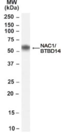 NAC1 Antibody, Novus Biologicals 0.1mg; Unlabeled:Antibodies, Polyclonal