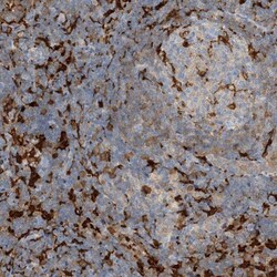 N-Acetyl-D-Glucosamine Kinase/NAGK Antibody, Novus Biologicals:Antibodies:Primary
