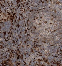 N-Acetyl-D-Glucosamine Kinase/NAGK Antibody, Novus Biologicals 0.1mL; Unlabeled:Antibodies,