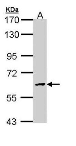 N-Acetylgalactosamine-6-Sulfatase/GALNS Antibody, Novus Biologicals 0.1mg;