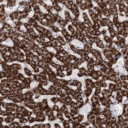 NADKD1 Antibody, Novus Biologicals:Antibodies:Primary Antibodies