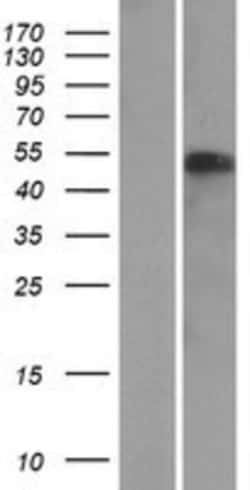 Novus Biologicals™ NAF1 Overexpression Lysate