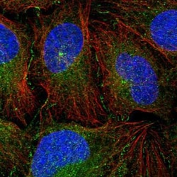 NAF1 Antibody, Novus Biologicals:Antibodies:Primary Antibodies