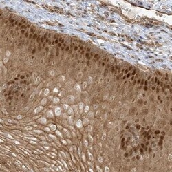 NAF1 Antibody, Novus Biologicals:Antibodies:Primary Antibodies