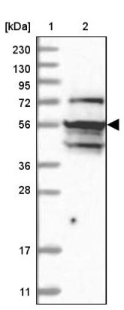 NAF1 Antibody, Novus Biologicals:Antibodies:Primary Antibodies