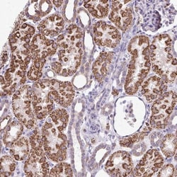 NAGPA Antibody, Novus Biologicals:Antibodies:Primary Antibodies
