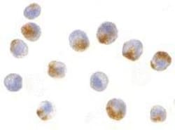 NAIP Antibody - BSA Free, Novus Biologicals 0.025 mg, Unconjugated:Antibodies,