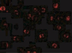 NAIP Antibody - BSA Free, Novus Biologicals 0.025 mg, Unconjugated:Antibodies,