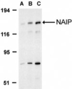 NAIP Antibody - BSA Free, Novus Biologicals 0.025 mg, Unconjugated:Antibodies,