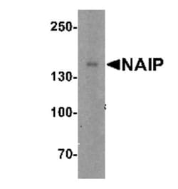 NAIP Antibody - BSA Free, Novus Biologicals 0.025 mg, Unconjugated:Antibodies,