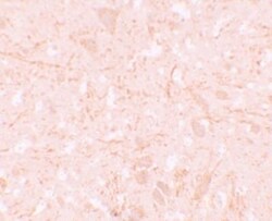 NALP12 Antibody - BSA Free, Novus Biologicals 0.025 mg, Unconjugated:Antibodies,