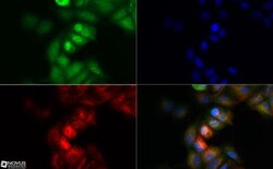 NALP4 Antibody, Novus Biologicals 0.025 mg | Buy Online | Novus Biologicals | Fisher Scientific