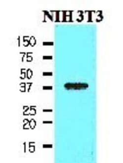 Nanog Antibody (5A10) - BSA Free, Novus Biologicals:Antibodies:Primary