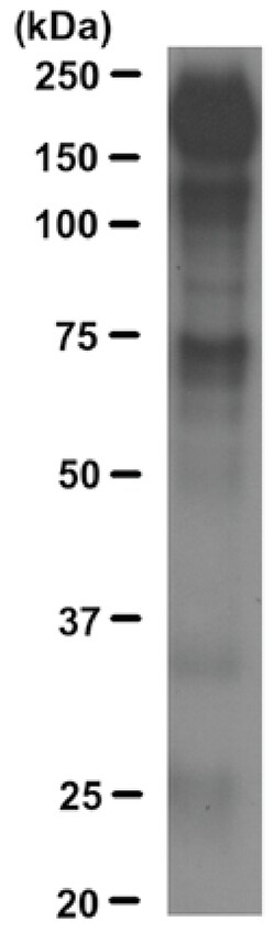 MilliporeSigma anti-Phosphotyrosine, Agarose Conjugate, Clone: 4G10 , 100&mu;g;
