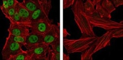 Nanog Antibody (1E6C4) - BSA Free, Novus Biologicals:Antibodies:Primary