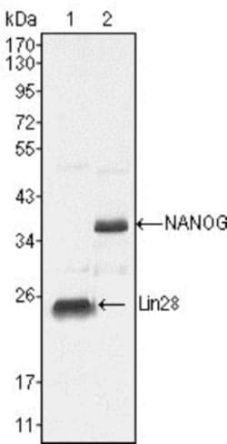 Nanog Antibody (1E6C4) - BSA Free, Novus Biologicals:Antibodies:Primary