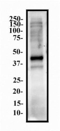 Nanog Antibody (1E6C4) - BSA Free, Novus Biologicals:Antibodies:Primary