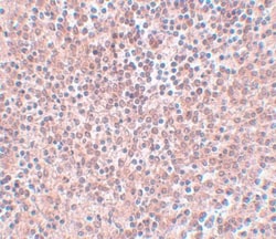 Nanog Antibody - BSA Free, Novus Biologicals 0.025 mg, Unconjugated:Antibodies,