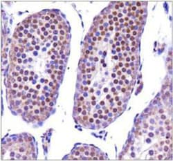 Nanog Antibody - BSA Free, Novus Biologicals:Antibodies:Primary Antibodies