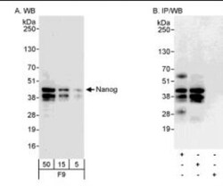 Nanog Antibody, Novus Biologicals 0.1mL; Unlabeled:Antibodies, Polyclonal