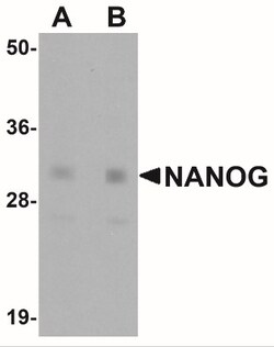 Nanog Antibody - BSA Free, Novus Biologicals 0.025 mg, Unconjugated:Antibodies,