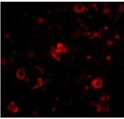 Nanos3 Antibody - BSA Free, Novus Biologicals 0.1mg; Unlabeled:Antibodies,