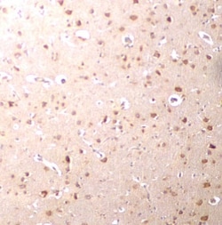 Nanos3 Antibody - BSA Free, Novus Biologicals 0.1mg; Unlabeled:Antibodies,