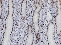 NANS Antibody, Novus Biologicals 0.1mL; Unlabeled:Antibodies, Polyclonal