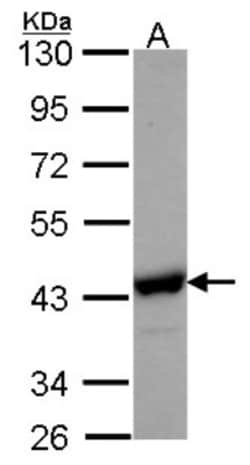 NANS Antibody, Novus Biologicals 0.1mL; Unlabeled:Antibodies, Polyclonal