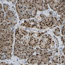 NANS Antibody, Novus Biologicals 25 &mu;L; Unlabeled:Antibodies, Polyclonal