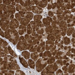NAP1 Antibody, Novus Biologicals:Antibodies:Primary Antibodies