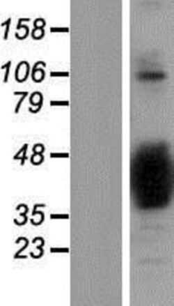 Novus Biologicals&trade;&nbsp;NAPB Overexpression Lysate