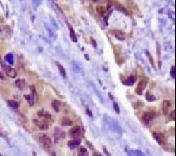 Napsin A Antibody (TMU-Ad02), Novus Biologicals:Antibodies:Primary Antibodies