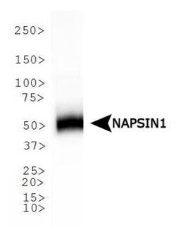 Napsin A Antibody (TMU-Ad02), Novus Biologicals:Antibodies:Primary Antibodies