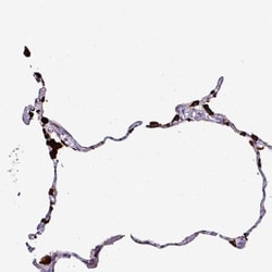 Napsin A Antibody, Novus Biologicals 0.1mL; Unlabeled:Antibodies, Polyclonal