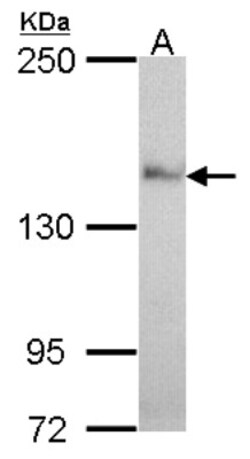Nardilysin Antibody, Novus Biologicals 0.1mL; Unlabeled:Antibodies, Polyclonal