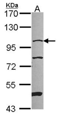 NARG1 Antibody, Novus Biologicals 0.1 mL | Buy Online | Novus Biologicals | Fisher Scientific