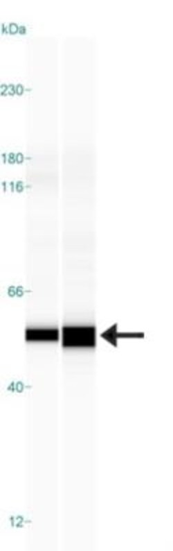 NARS2 Antibody, Novus Biologicals:Antibodies:Primary Antibodies