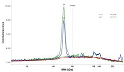 NARS2 Antibody, Novus Biologicals:Antibodies:Primary Antibodies