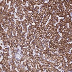 NAT1 Antibody, Novus Biologicals:Antibodies:Primary Antibodies