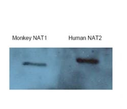 NAT2 Antibody, Novus Biologicals:Antibodies:Primary Antibodies
