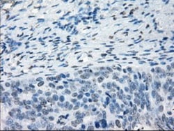 NAT8 Antibody (OTI5A8), Novus Biologicals 0.1 mL | Buy Online | Novus Biologicals | Fisher Scientific