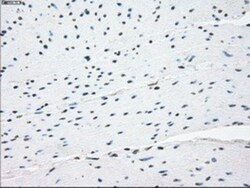 NAT8 Antibody (OTI5A8), Novus Biologicals 0.1 mL | Buy Online | Novus Biologicals | Fisher Scientific