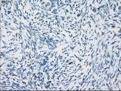NAT8 Antibody (OTI5A8), Novus Biologicals 0.1 mL | Buy Online | Novus Biologicals | Fisher Scientific